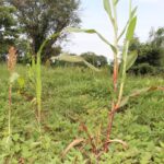 Strengthening climate-change resilience, with interventions focusinh on what does best for local communities.